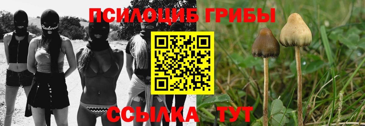 Галлюциногенные грибы Psilocybe  наркота  Новодвинск  Вход с VPN 